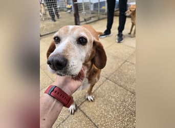 Perla: einmal nur geliebt werden...