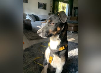 Zero: was für ein toller Junghund