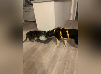 Zero: was für ein toller Junghund