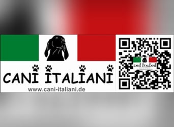 Gelsomina, Segugio Italiano, geb. ca. 2011