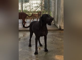 Gelsomina, Segugio Italiano, geb. ca. 2011