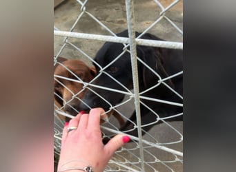 Gelsomina, Segugio Italiano, geb. ca. 2011