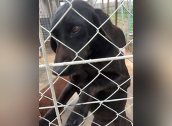 Gelsomina, Segugio Italiano, geb. ca. 2011