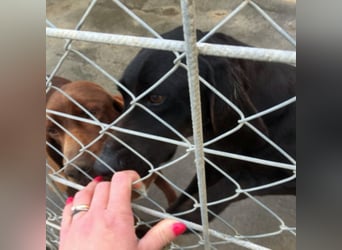 Gelsomina, Segugio Italiano, geb. ca. 2011