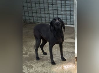 Gelsomina, Segugio Italiano, geb. ca. 2011