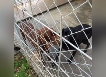 Gelsomina, Segugio Italiano, geb. ca. 2011