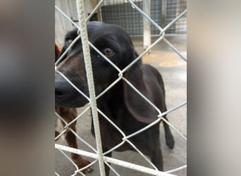 Gelsomina, Segugio Italiano, geb. ca. 2011