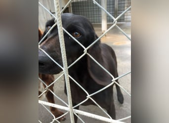 Gelsomina, Segugio Italiano, geb. ca. 2011