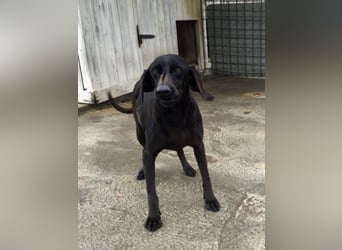 Gelsomina, Segugio Italiano, geb. ca. 2011