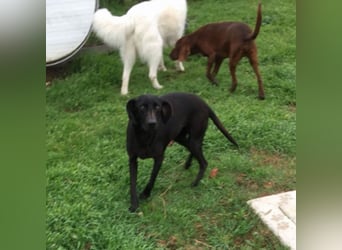 Gelsomina, Segugio Italiano, geb. ca. 2011