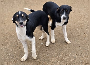 Zero: er wäre gerne Familienhund