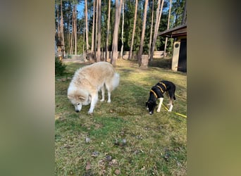 Zero: was für ein toller Junghund