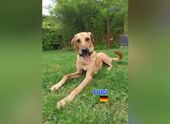 NOTFALL! Luigi - aufgeweckt und freundlich