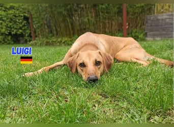 Luigi - aufgeweckt und freundlich; NOTFALL!