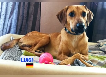 Luigi - aufgeweckt und freundlich; NOTFALL!