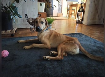 NOTFALL! Luigi - aufgeweckt und freundlich