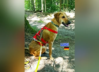 NOTFALL! Luigi - aufgeweckt und freundlich