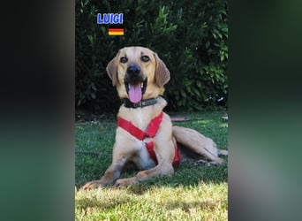 NOTFALL! Luigi - aufgeweckt und freundlich