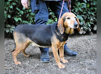 Cimbro - Ab jetzt nur noch Liebe, Goldstaub und Sonnenschein