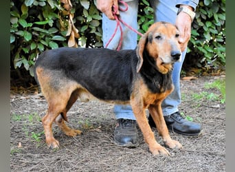 Cimbro - Ab jetzt nur noch Liebe, Goldstaub und Sonnenschein
