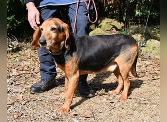 Cimbro - Ab jetzt nur noch Liebe, Goldstaub und Sonnenschein