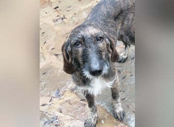 Kira - Ultraliebe Hündin sucht dringend Anschluss