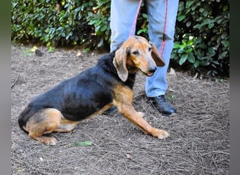 Cimbro - Ab jetzt nur noch Liebe, Goldstaub und Sonnenschein