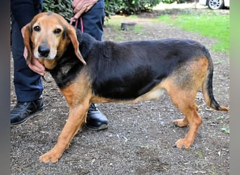Cimbro - Ab jetzt nur noch Liebe, Goldstaub und Sonnenschein