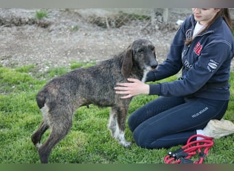 Kira - Ultraliebe Hündin sucht dringend Anschluss