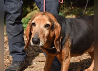 Cimbro - Ab jetzt nur noch Liebe, Goldstaub und Sonnenschein