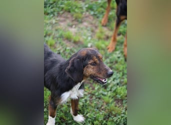 Gio - (Dringend Pflegestelle oder Zuhause gesucht) aussortiert - und immer noch bereit.....