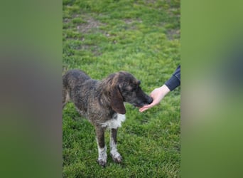 Kira - Ultraliebe Hündin sucht dringend Anschluss