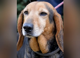 Cimbro - Ab jetzt nur noch Liebe, Goldstaub und Sonnenschein