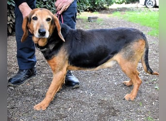 Cimbro - Ab jetzt nur noch Liebe, Goldstaub und Sonnenschein