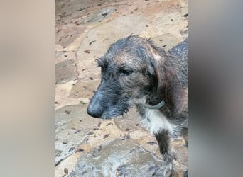 Kira - (Dringend Zuhause oder Pflegestelle gesucht) Ultraliebe Hündin sucht dringend Anschluss