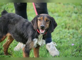 Gio - (Dringend Pflegestelle oder Zuhause gesucht) aussortiert - und immer noch bereit.....
