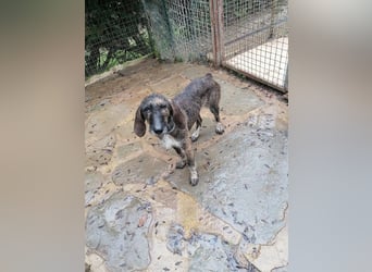 Kira - Ultraliebe Hündin sucht dringend Anschluss