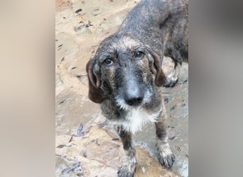 Kira - Ultraliebe Hündin sucht dringend Anschluss