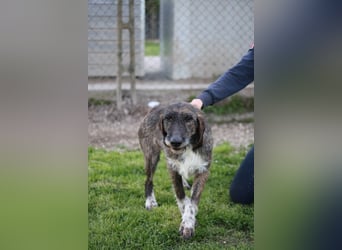 Kira - Ultraliebe Hündin sucht dringend Anschluss