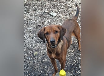 Gavin - Wenn selbst die italienische Polizei  ....