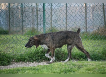 Kira - Ultraliebe Hündin sucht dringend Anschluss