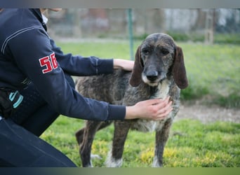 Kira - Ultraliebe Hündin sucht dringend Anschluss