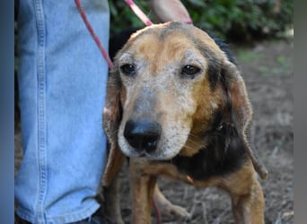 Cimbro - Ab jetzt nur noch Liebe, Goldstaub und Sonnenschein