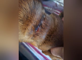 Gavin - Wenn selbst die italienische Polizei eingreift ....