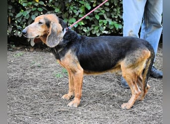 Cimbro - Ab jetzt nur noch Liebe, Goldstaub und Sonnenschein