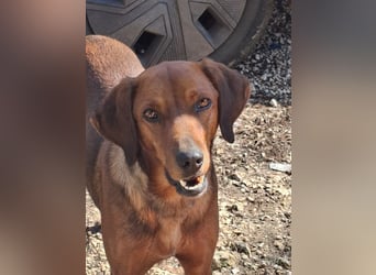 Gavin - Wenn selbst die italienische Polizei  ....