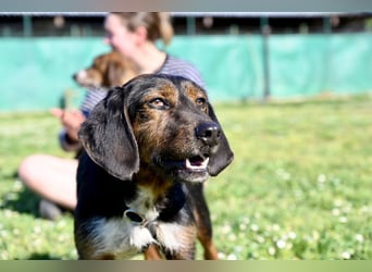 Gio - (Dringend Pflegestelle oder Zuhause gesucht) aussortiert - und immer noch bereit.....