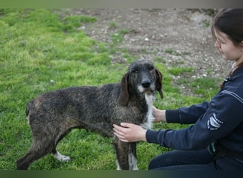 Kira - Ultraliebe Hündin sucht dringend Anschluss