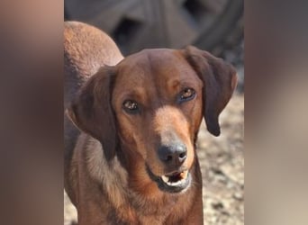 Gavin - Wenn selbst die italienische Polizei  ....