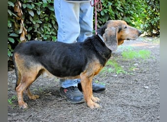 Cimbro - Ab jetzt nur noch Liebe, Goldstaub und Sonnenschein